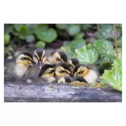 Ducklings・鴨の雛