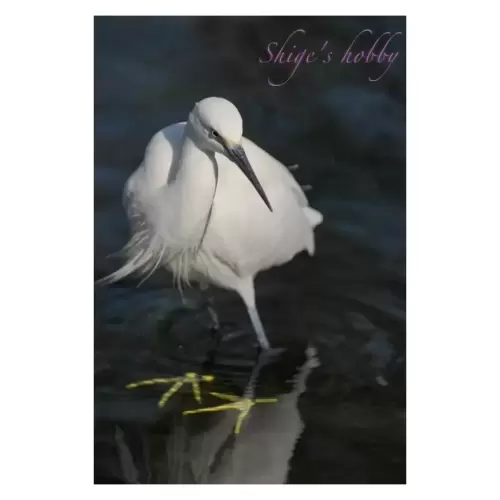 Little Egret・コサギ