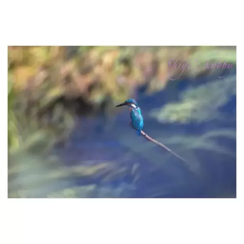 Kingfisher・カワセミ