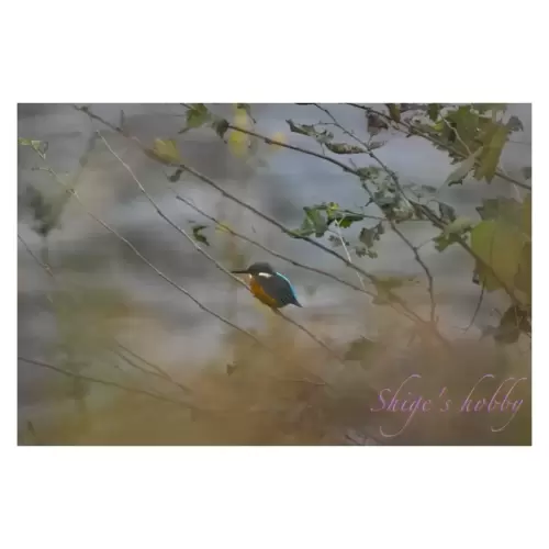 カワセミ・Kingfisher