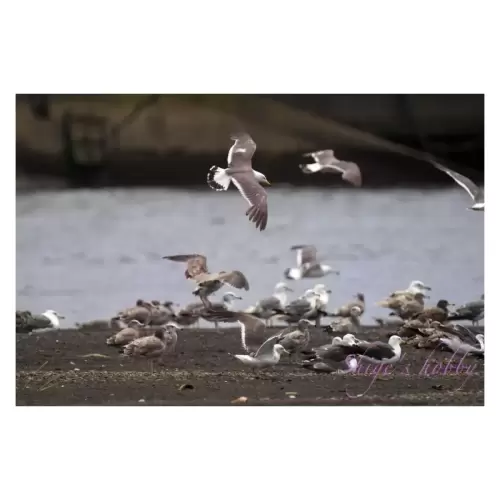 ウミネコ・Black-tailed gull