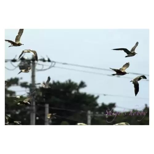 ウミネコ・Black-tailed gull