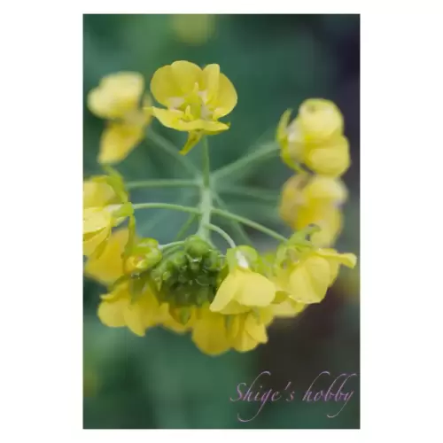 rapeseed blossom・菜の花