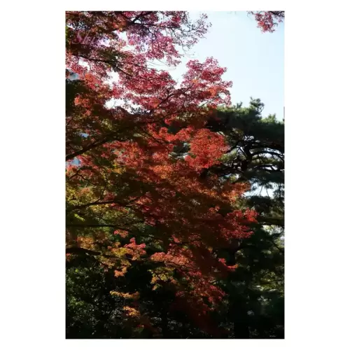 紅葉・Autumn Leaves