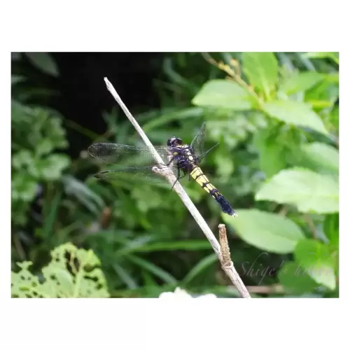 トンボ・Dragonfly