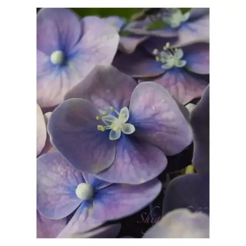 紫陽花・Hydrangea