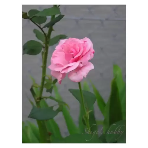 Rose・薔薇