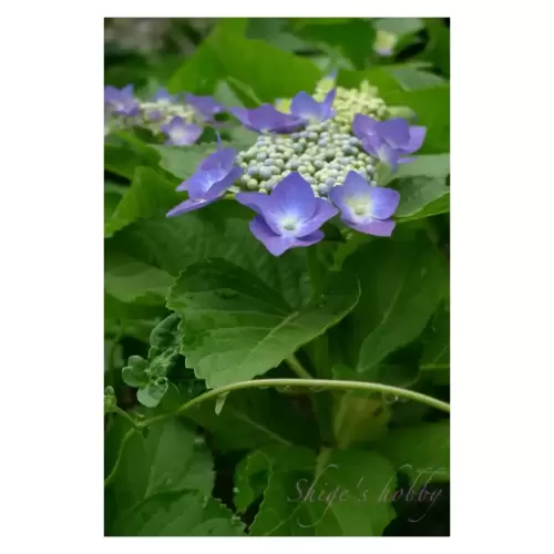 Hydrangea・アジサイ