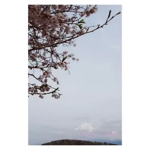 Cherry blossom・桜 Mt.Fuji・富士山