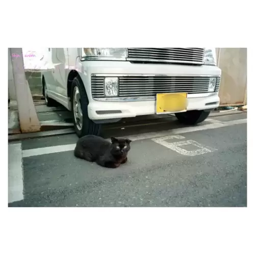 Cat・猫