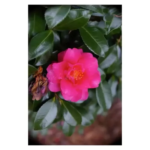 Camellia・椿