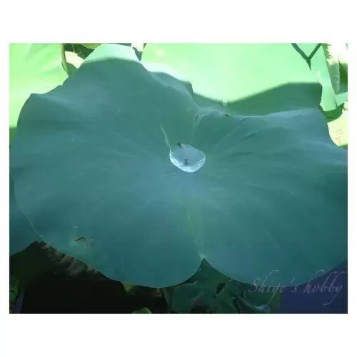 水滴・Water drop