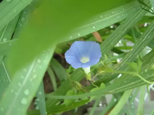 朝顔・Morning glory