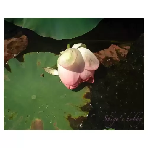 Lotus flower・蓮の花