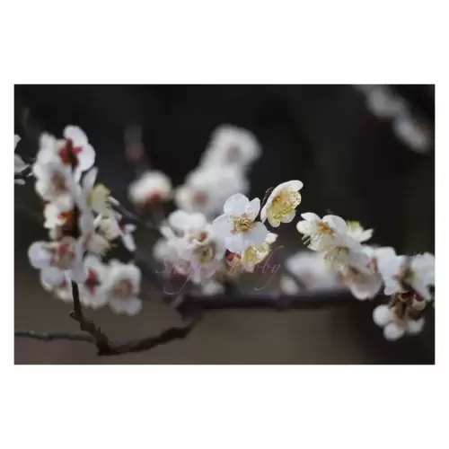 Plum blossom・梅