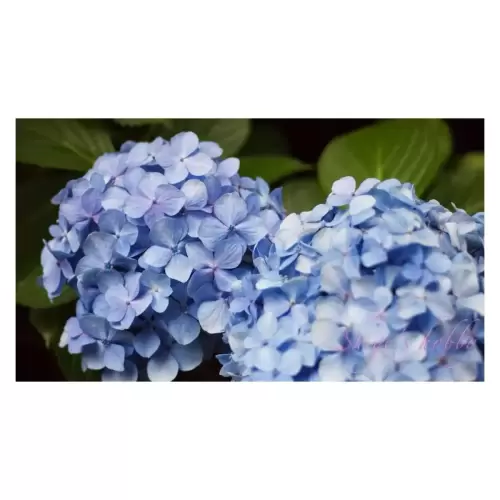 アジサイ・Hydrangea