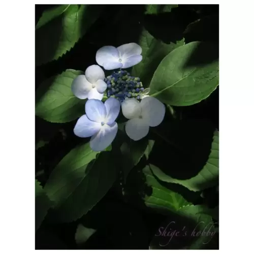 Hydrangea・紫陽花