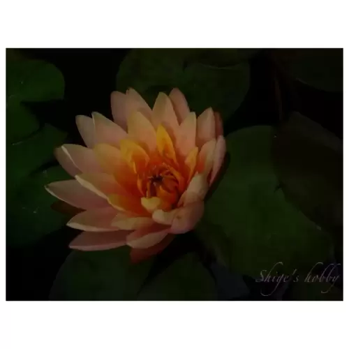 Water lily ・睡蓮
