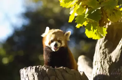 レッサーパンダ・red panda