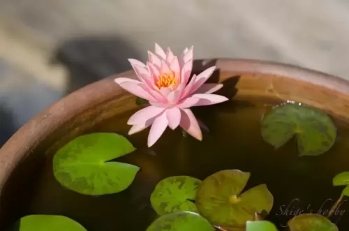 睡蓮・Water Lilly