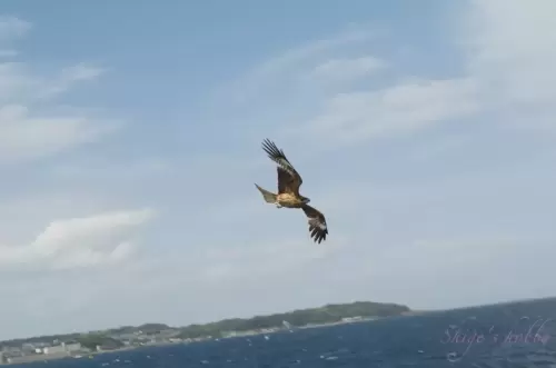 トビ・Black kite