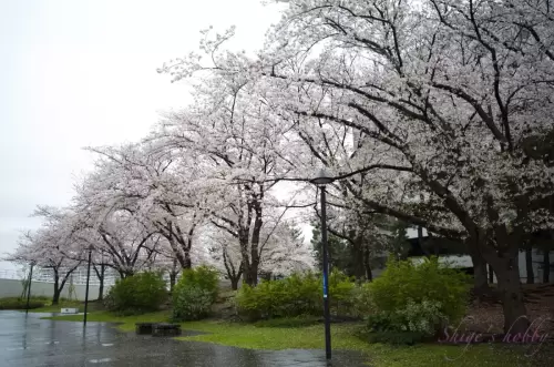 Cherry blossom・桜