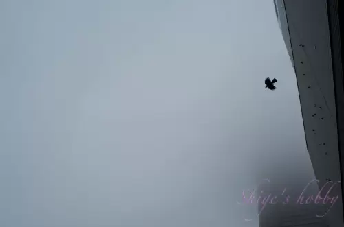 霧を飛ぶ・Flying through the fog