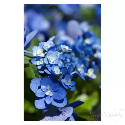 Hydrangea・アジサイ