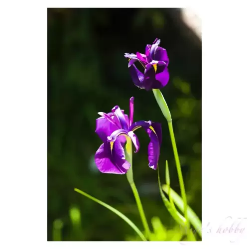 Iris flower・菖蒲