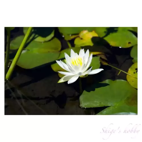 Water lily・睡蓮