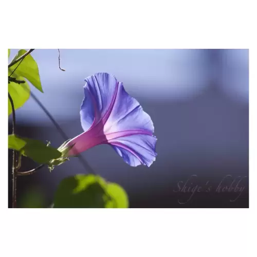 アサガオ・Morning glory flower