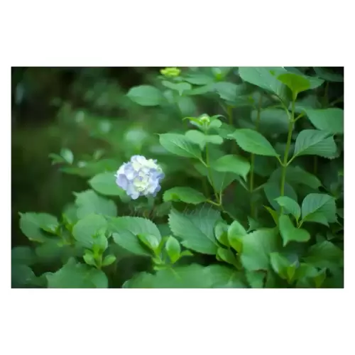 紫陽花・Hydrangea