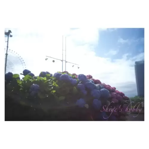 アジサイ・Hydrangea