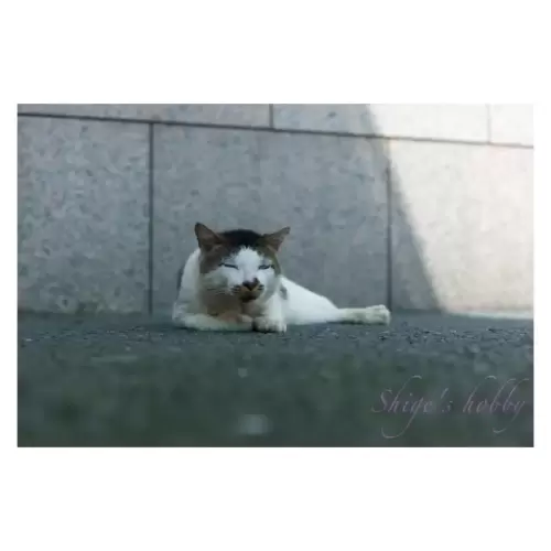 Cat・猫