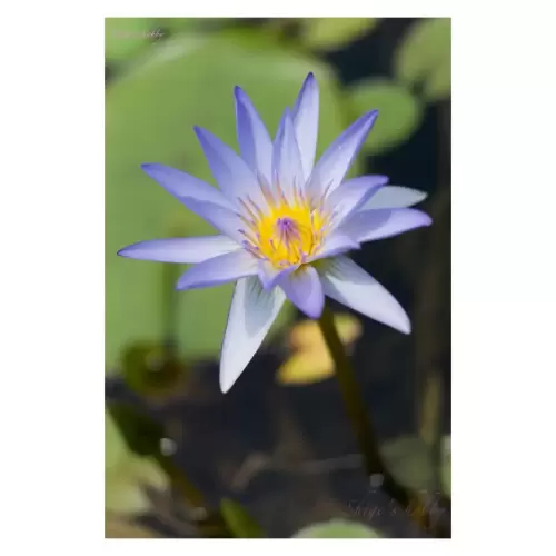 Water Lilly・睡蓮