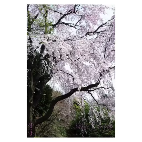 Cherry blossom・桜