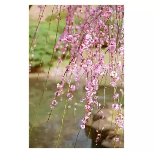 Plum blossom・梅