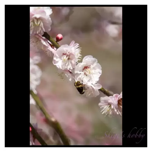 Plum and bees・ウメとミツバチ