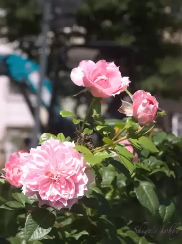 夏薔薇・Summer Roses