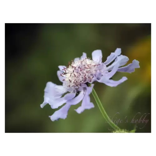 マツムシソウ・Scabiosa