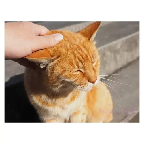 Cat・猫