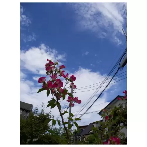 薔薇と空・Rose and Sky
