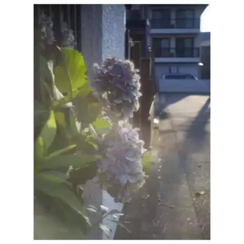 紫陽花・Hydrangea