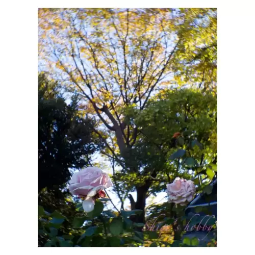 薔薇・Rose