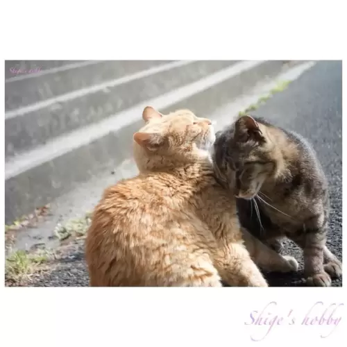 Cat・猫