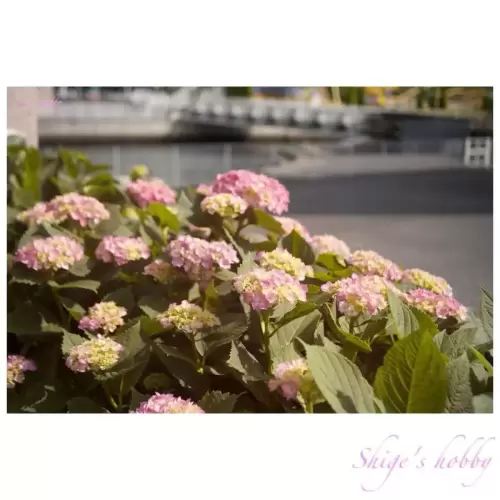 Hydrangea・紫陽花