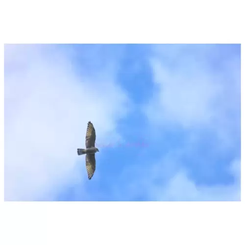 Hawk・鷹