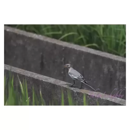 ハクセキレイ・White Wagtail