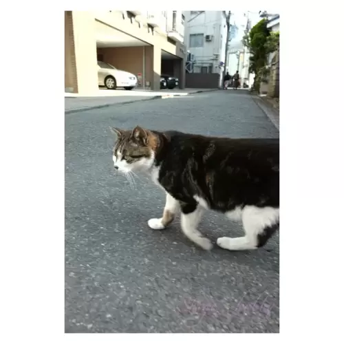 Cat・猫