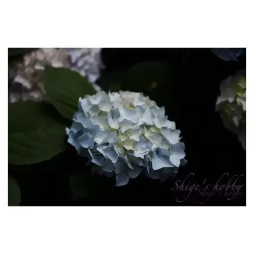 Hydrangea・あじさい